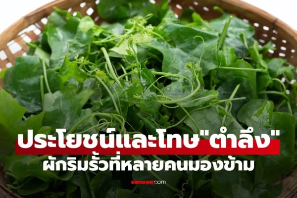 ประโยชน์และโทษของตำลึง ผักริมรั้ว สรรพคุณเยอะ มีฤทธิ์เย็น