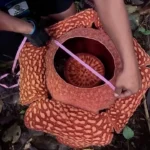 พบดอกบัวผุดหายาก