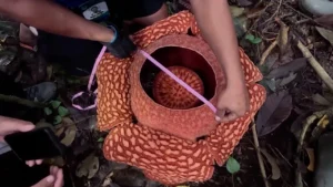 พบดอกบัวผุดหายาก