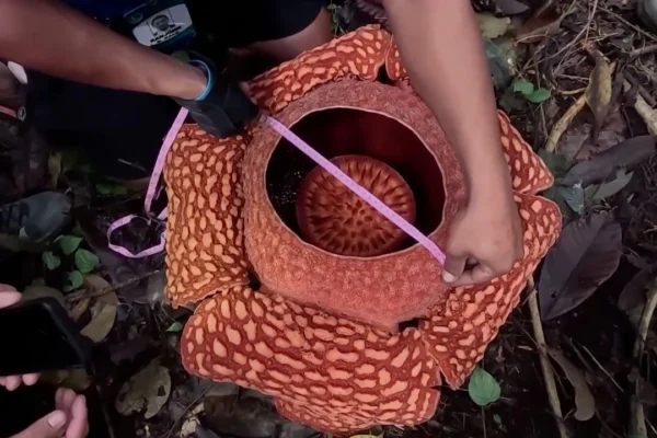 พบดอกบัวผุดหายาก