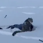 ระทึก นักท่องเที่ยวจีนถูกเสือดาวหิมะกัด