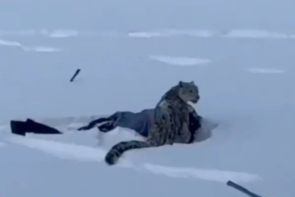 ระทึก นักท่องเที่ยวจีนถูกเสือดาวหิมะกัด