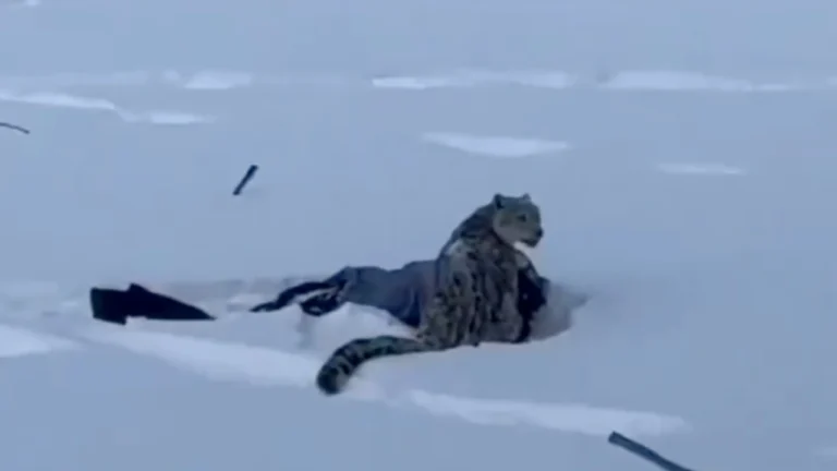 ระทึก นักท่องเที่ยวจีนถูกเสือดาวหิมะกัด