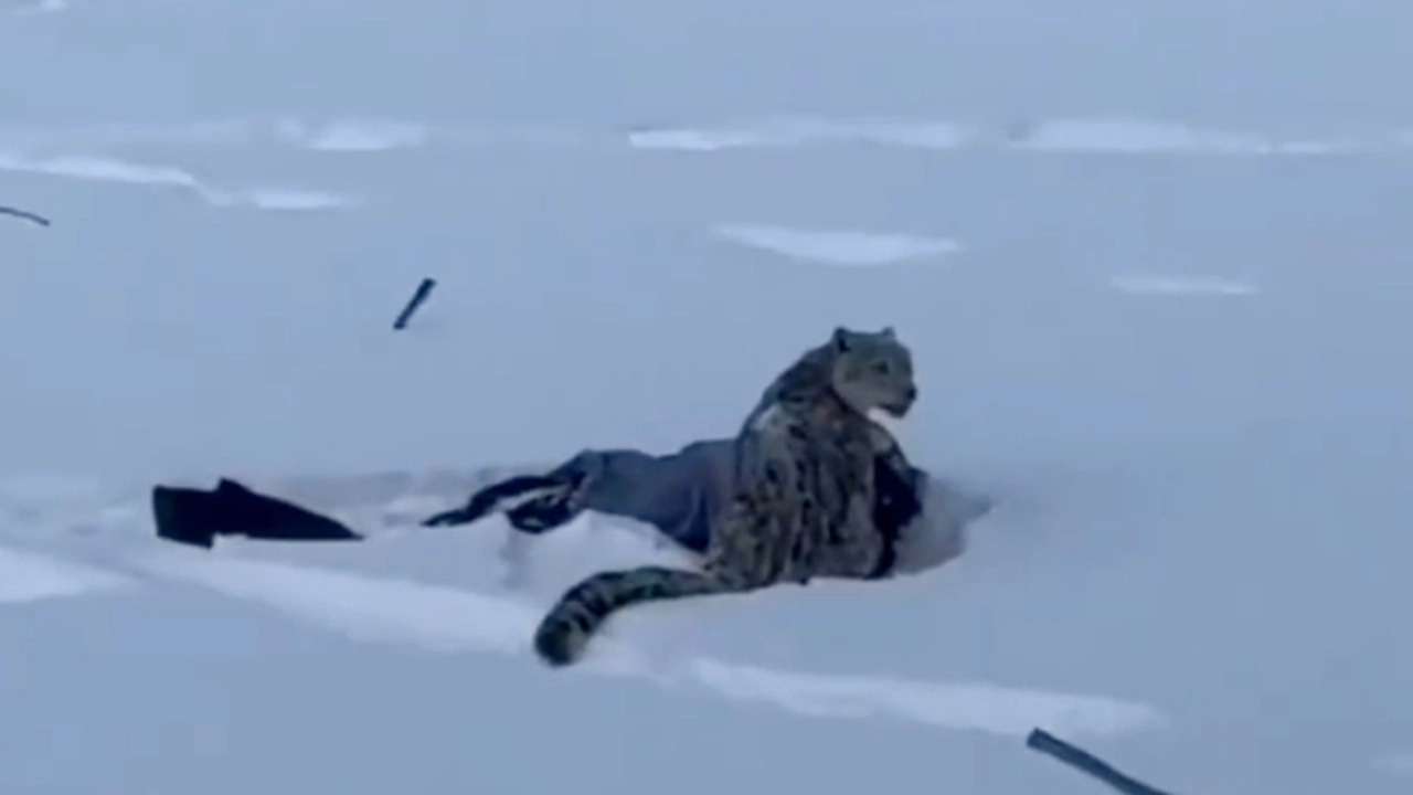 ระทึก นักท่องเที่ยวจีนถูกเสือดาวหิมะกัด